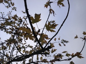 IMG_1404